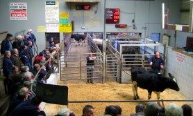 The Cattle Mart!