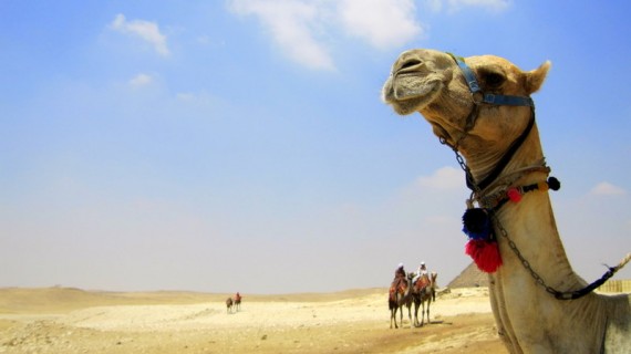 Giza Camels