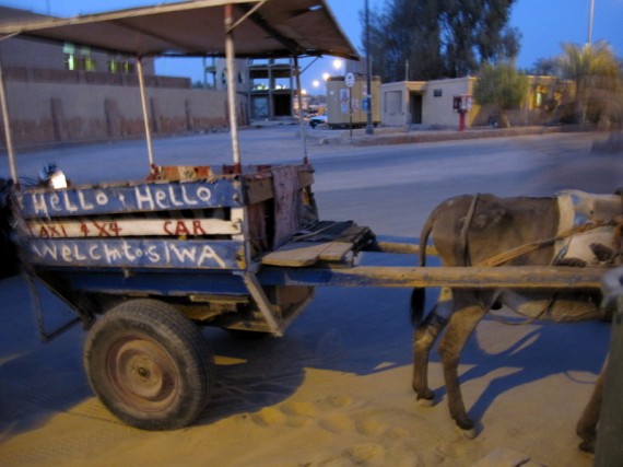 Welcome to Siwa Donkey Cart