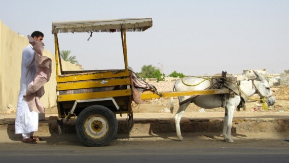 Siwa Donkeys Siwa Oasis Donkey Carts