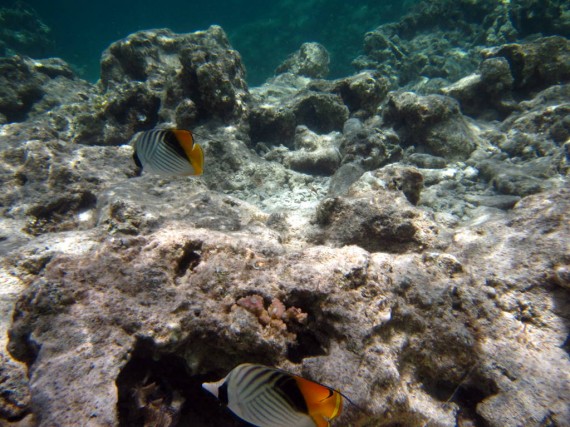 Snorkeling at Eel Gardens Dahab Snorkeling at Eel Gardens Dahab