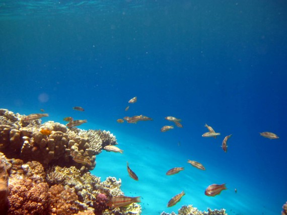 Snorkeling at Eel Gardens Dahab