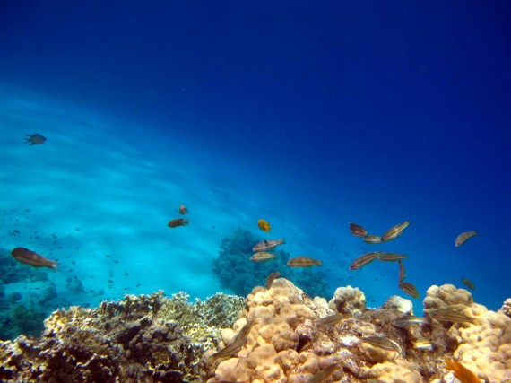 Snorkeling at Eel Gardens Dahab