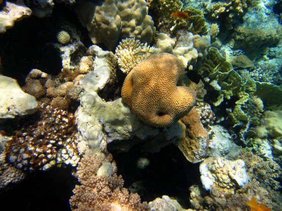 Snorkeling at Eel Gardens Dahab