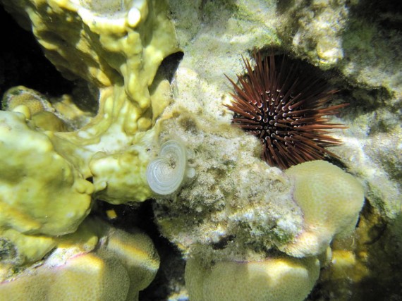Snorkeling at Eel Gardens Dahab
