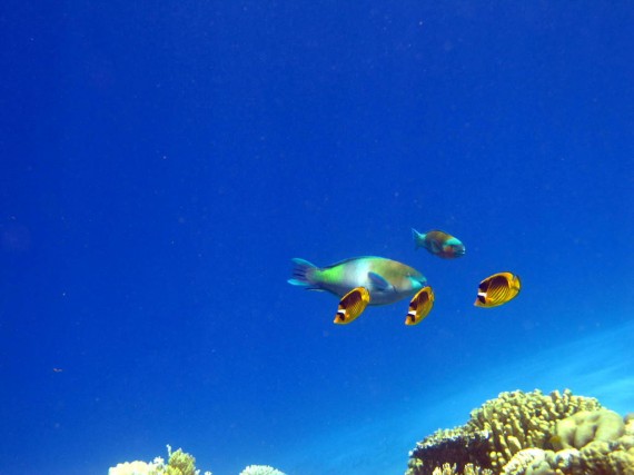 Snorkeling at Eel Gardens Dahab