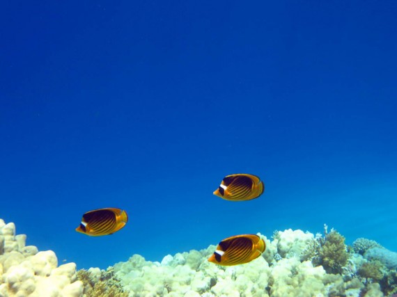 Snorkeling at Eel Gardens Dahab
