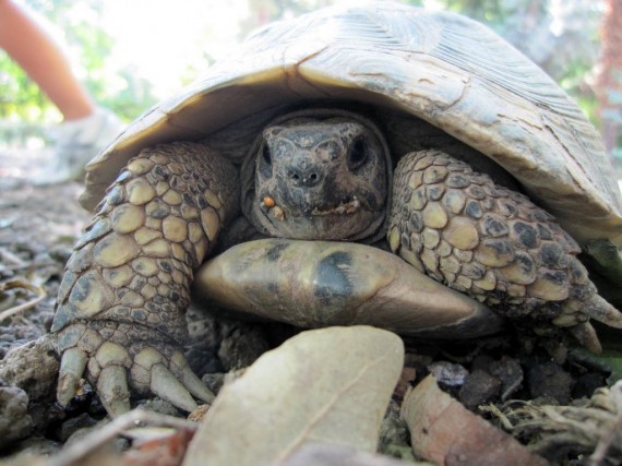 Turtles at the National Garden Athens