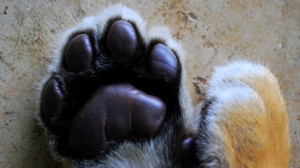 Tiger paw tiger kingdom