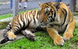 Tiger Kingdom big tigers