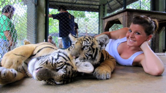 Tiger Kingdom Medium Tigers