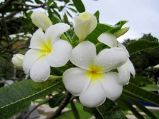 Frangipani Flowers
