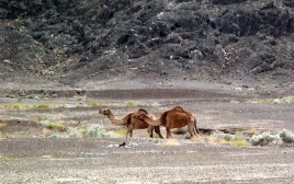 Camel ride in Oman