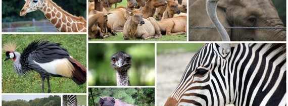 End of Summer Road Trip Part 3 – Six Flags Wild Safari