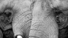 Greyscale Elephants Free Desktop Wallpaper