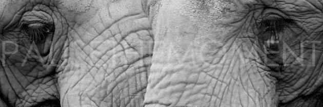 Free Desktop Wallpaper: Greyscale Elephants
