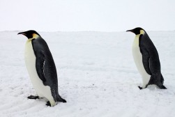 Antarctica Antarctica