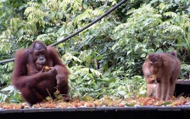 Borneo Borneo