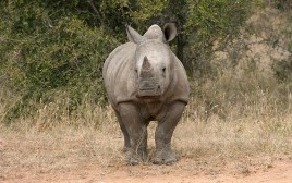 South Africa South Africa