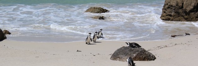 South African Penguins on Boulders Beach