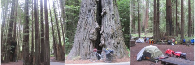 Pacific Coast Bike Tour Day 20: Eureka to the Avenue of Giants