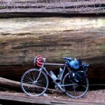Redwoods Featured