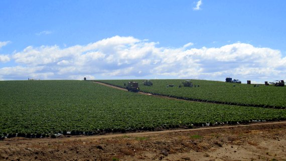 Strawberry Fields in California