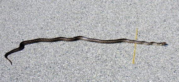 I ran this snake over!