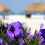 Marco Island Marriott Beach Resort