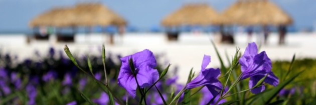 9 Spectacular Photos: Marco Island Marriott Beach Resort