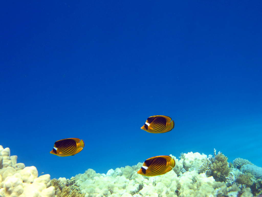 Red Sea Snorkeling