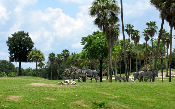 Zebras - Busch Gardens Tampa