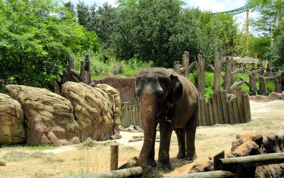 Elephants - Busch Gardens Tampa
