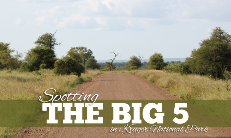 Big Five Kruger National Park