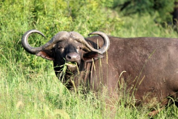 Cape Buffalo - Kruger National Park