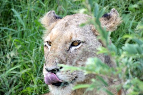 Lions - Kruger National Park