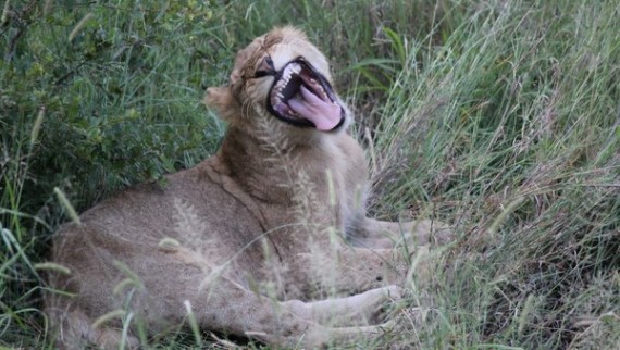 Lions - Kruger National Park
