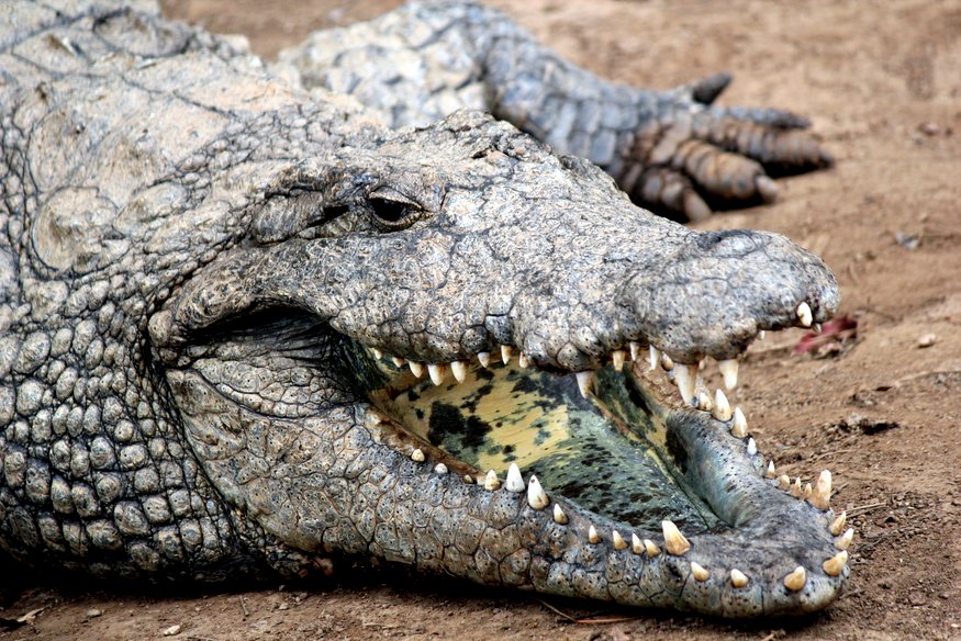 Phezulu Crocodile & Snake Park - South Africa