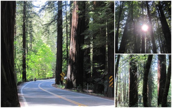 Redwood Trees