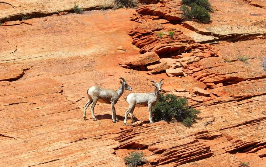 Mountain Goats at Zion National Park