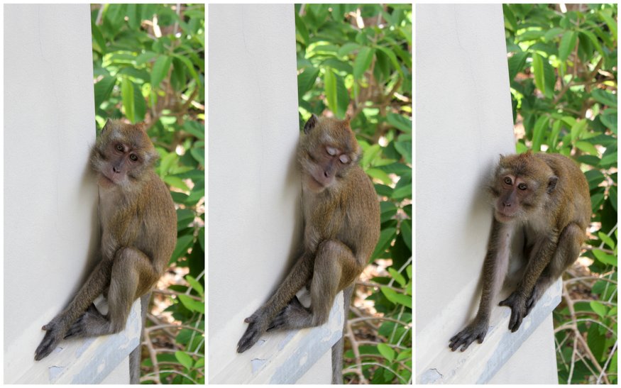 Monkey at Baan Kantiang See Villas