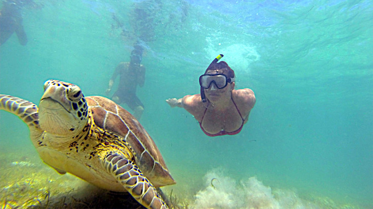 Swimming with Sea Turtles in Akumal