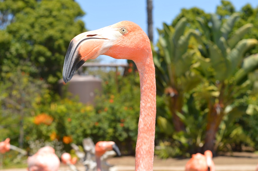 Flamingos Isla Holbox